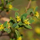 Image of Pimelea flava subsp. flava