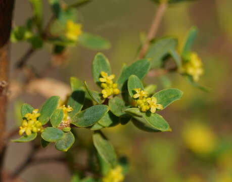 Image of Pimelea flava subsp. flava