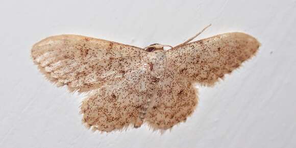 Image of Idaea alyssumata Millière 1873