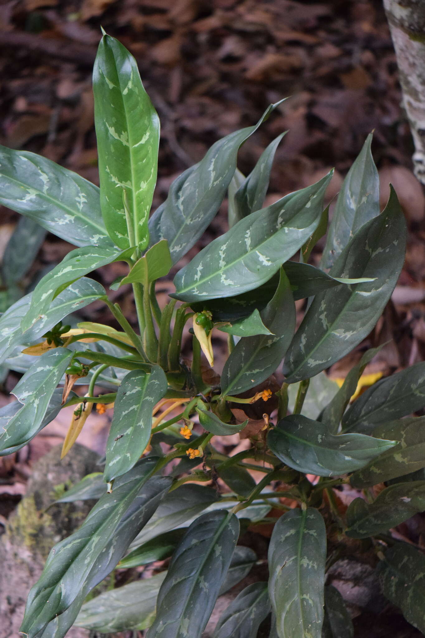 Imagem de Aglaonema commutatum Schott