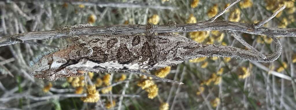 Image of Eastern Cape Dwarf Chameleon