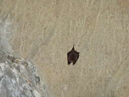 Image of thumbless bat