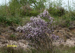 صورة Vernonanthura montevidensis (Spreng.) H. Rob.