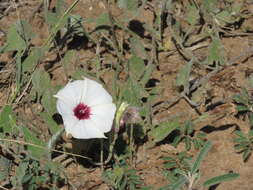 Image de Convolvulus carrii B. L. Turner