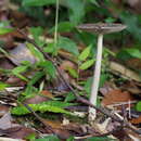 Image of Amanita liquii Zhu L. Yang, M. Weiss & Oberw. 2004