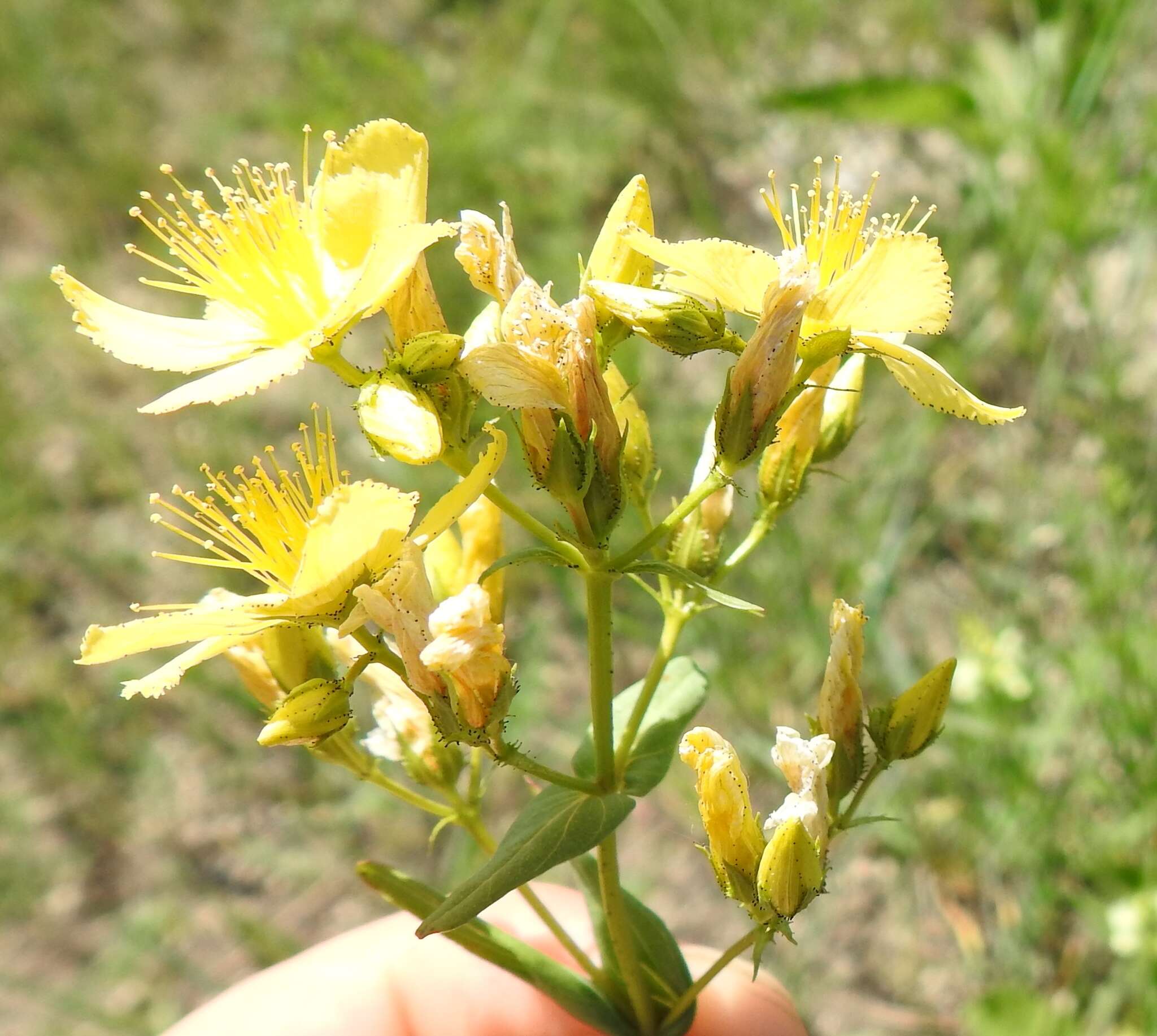 Image of Hypericum elegans Steph. ex Willd.