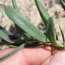 Image of Heliophila linearis (Thunb.) DC.