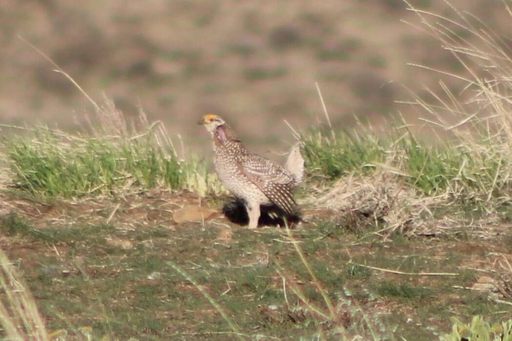 Image of Columbian Sharp-tailed Grouse