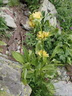 Imagem de Gentiana burseri subsp. villarsii (Griseb.) Rouy