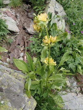 Imagem de Gentiana burseri subsp. villarsii (Griseb.) Rouy