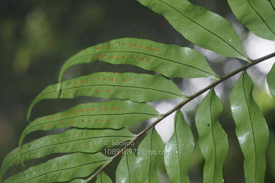 Phymatosorus cuspidatus subsp. cuspidatus resmi