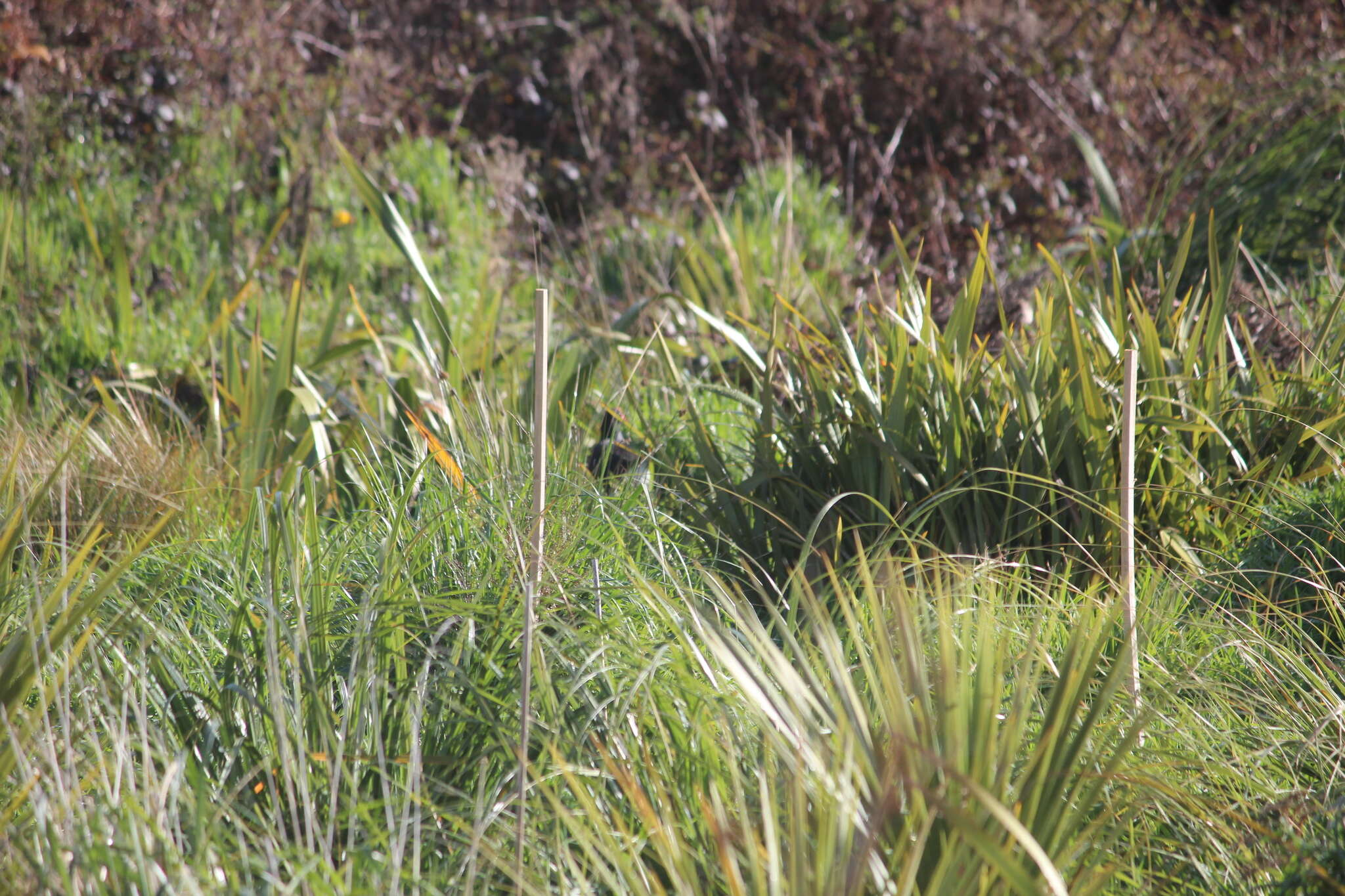 Image of Australasian Swamphen