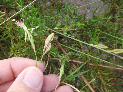 Oenothera calcicola (P. H. Raven & D. P. Greg.) W. L. Wagner & Hoch resmi