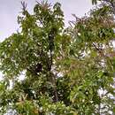 Image of Lithocarpus konishii (Hayata) Hayata