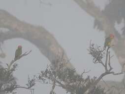 Image of Eastern White-bellied Parrot