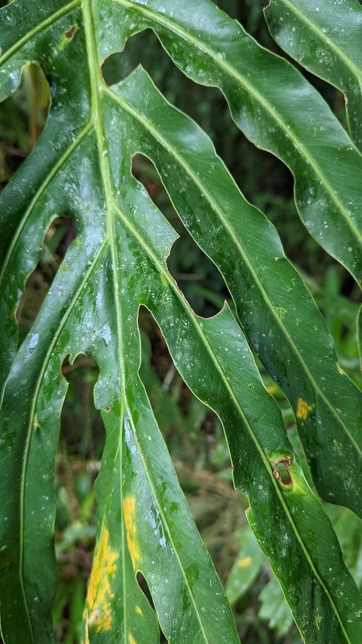 Image of Philodendron radiatum var. radiatum