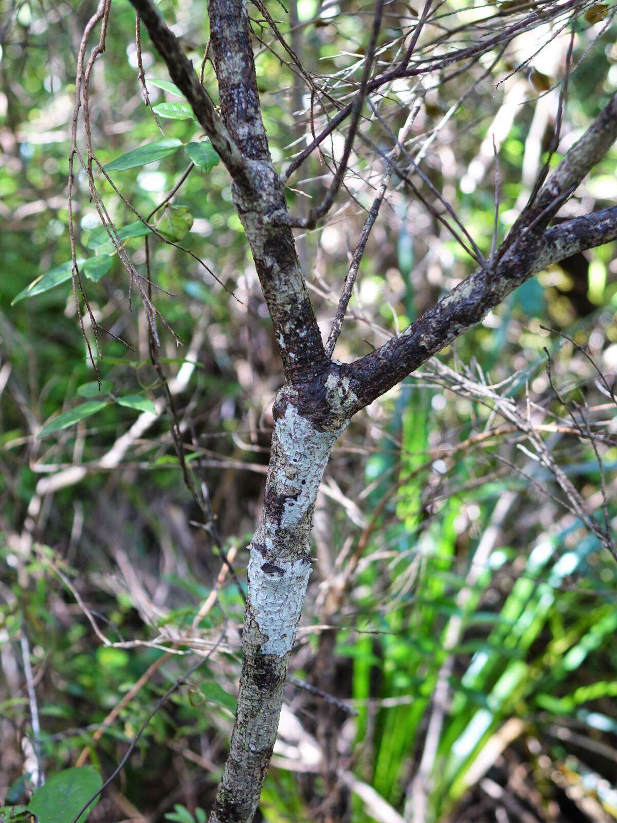 Image of Leionema nudum (Hook.) Paul G. Wilson