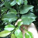 Gnetum luofuense C. Y. Cheng resmi