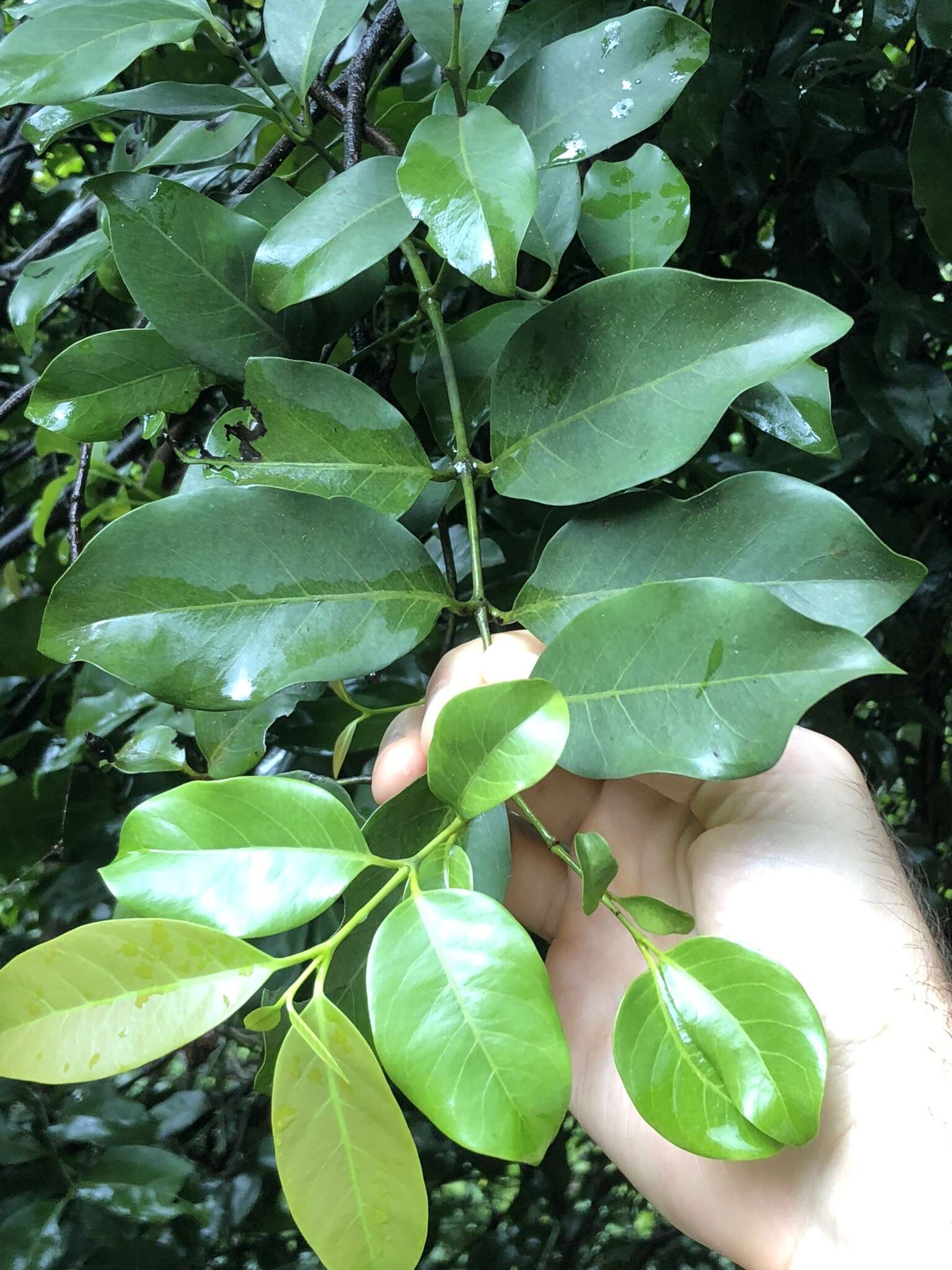 Gnetum luofuense C. Y. Cheng resmi