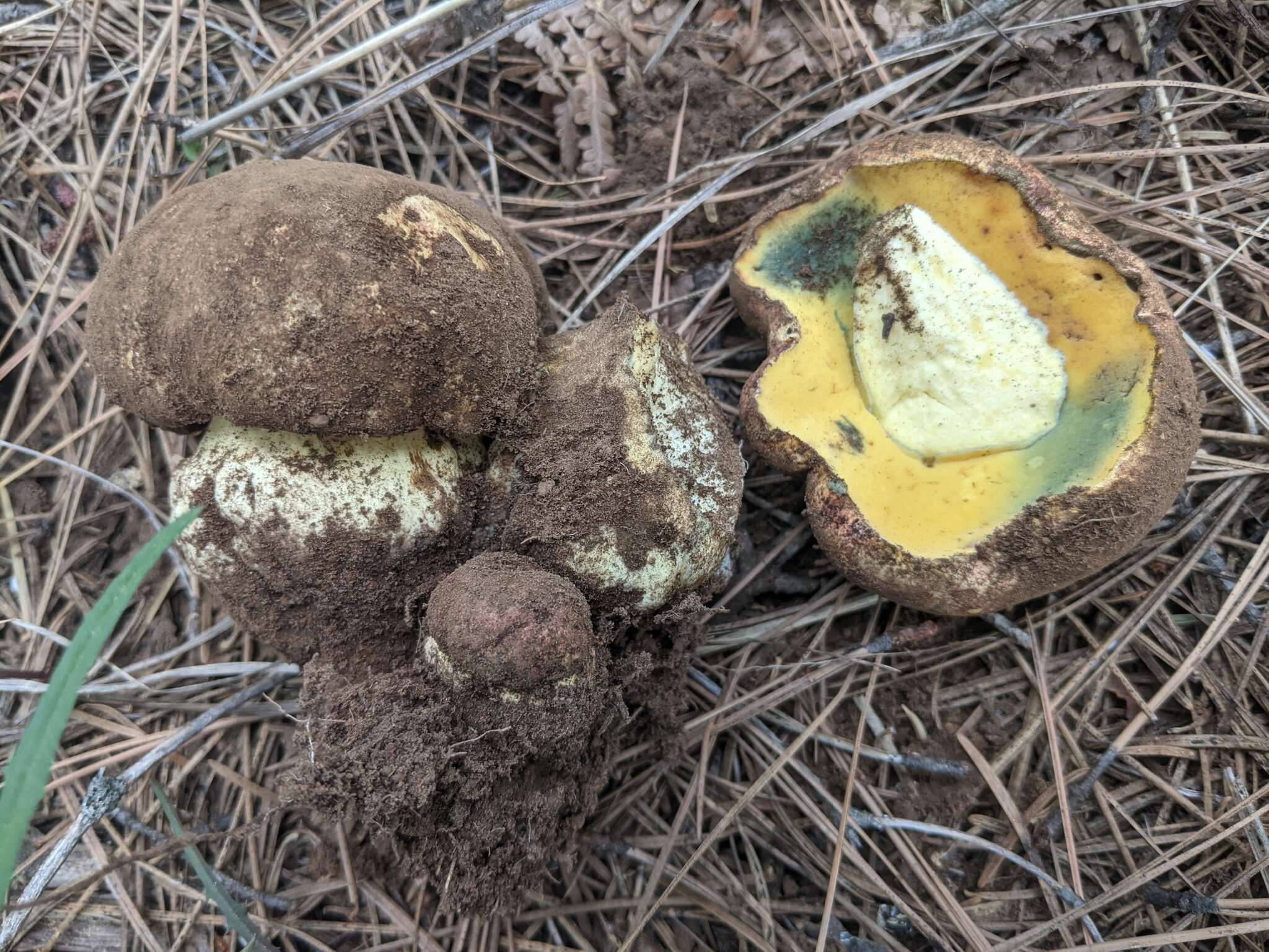 Image of Butyriboletus primiregius D. Arora & J. L. Frank 2014