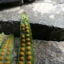 Polypodium macaronesicum subsp. macaronesicum的圖片