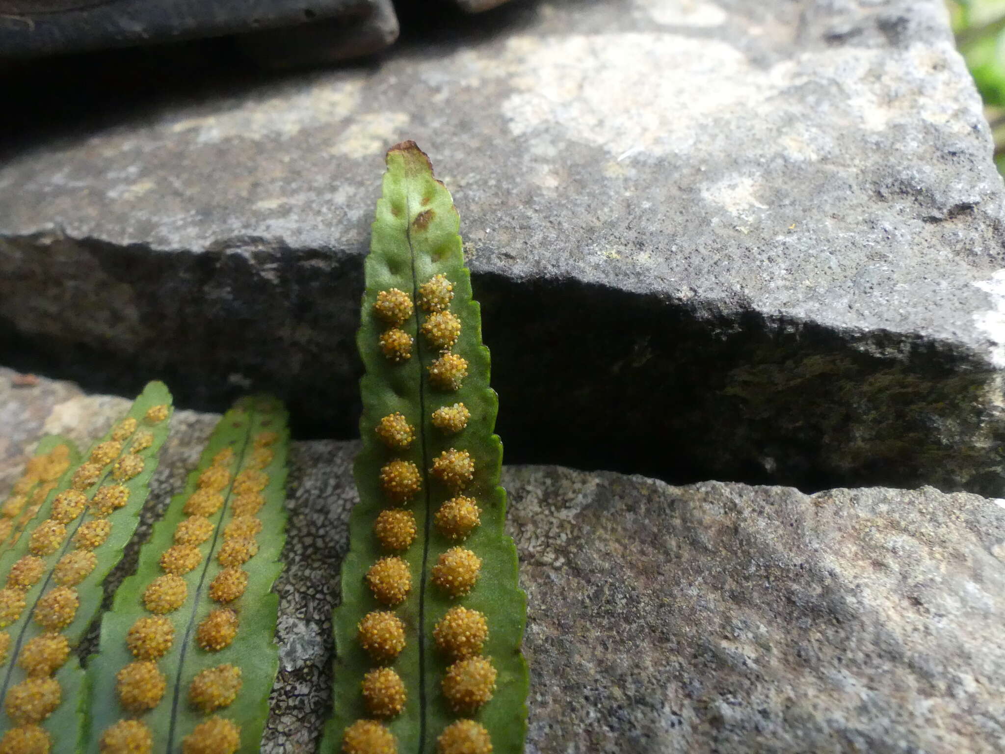 Plancia ëd Polypodium macaronesicum subsp. macaronesicum