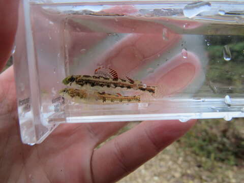 صورة Etheostoma barrenense Burr & Page 1982