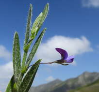 Psoralea plauta C. H. Stirt. resmi