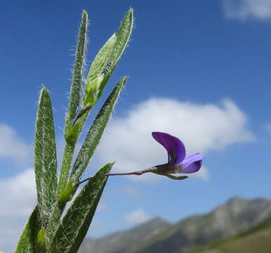 Plancia ëd Psoralea plauta C. H. Stirt.