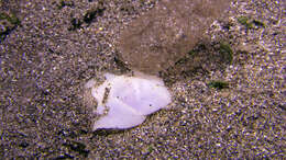 Image of Oriental sea slug