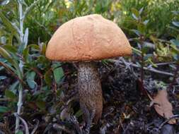 Image of Leccinum monticola Halling & G. M. Muell. 2003