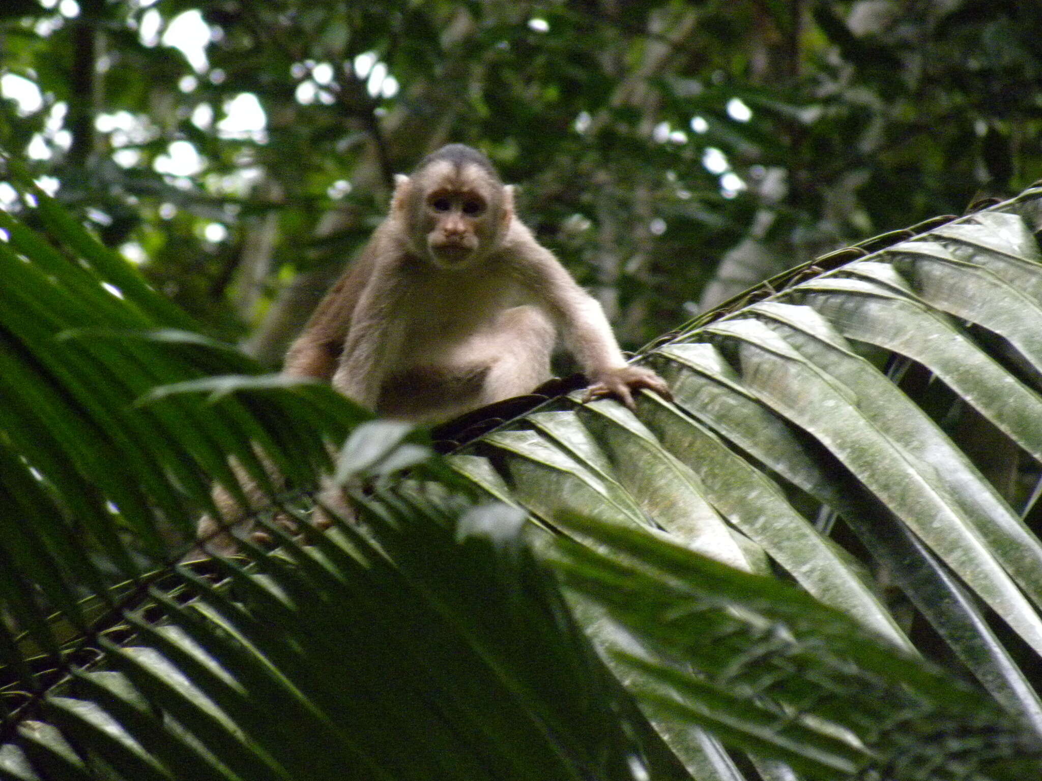 Image of Maranon white fronted capuchin