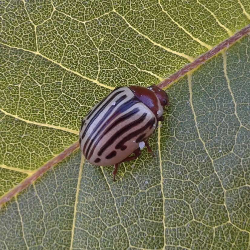 Image of Sunflower Beetle