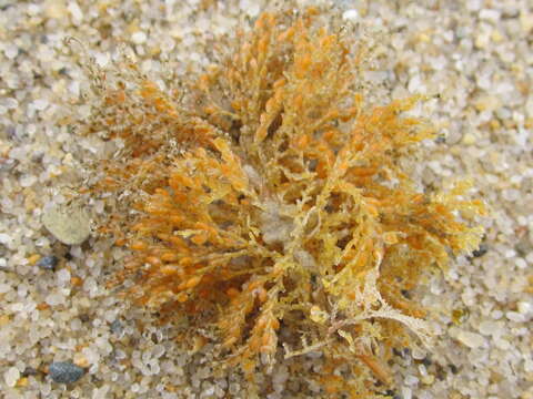 Image of great tooth hydroid