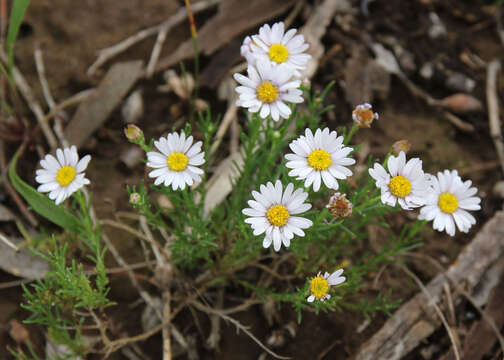 Image of Brachyscome dentata Gaud.