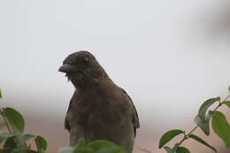 Image of Turdus ignobilis ignobilis Sclater & PL 1858