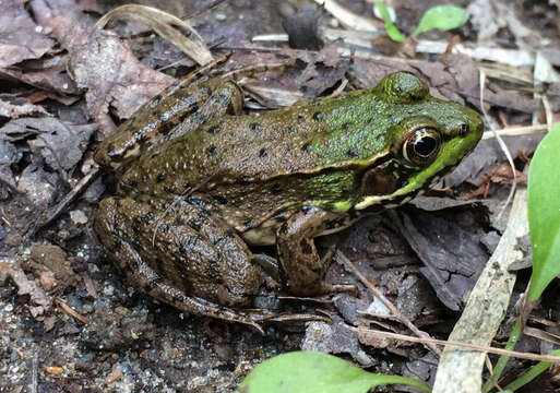 Image of Green Frog