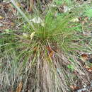 Слика од Carex banksiana K. A. Ford