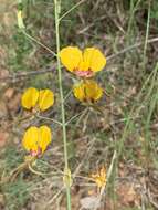 Image of Coalisina angustifolia subsp. petersiana (Klotzsch) Roalson & J. C. Hall