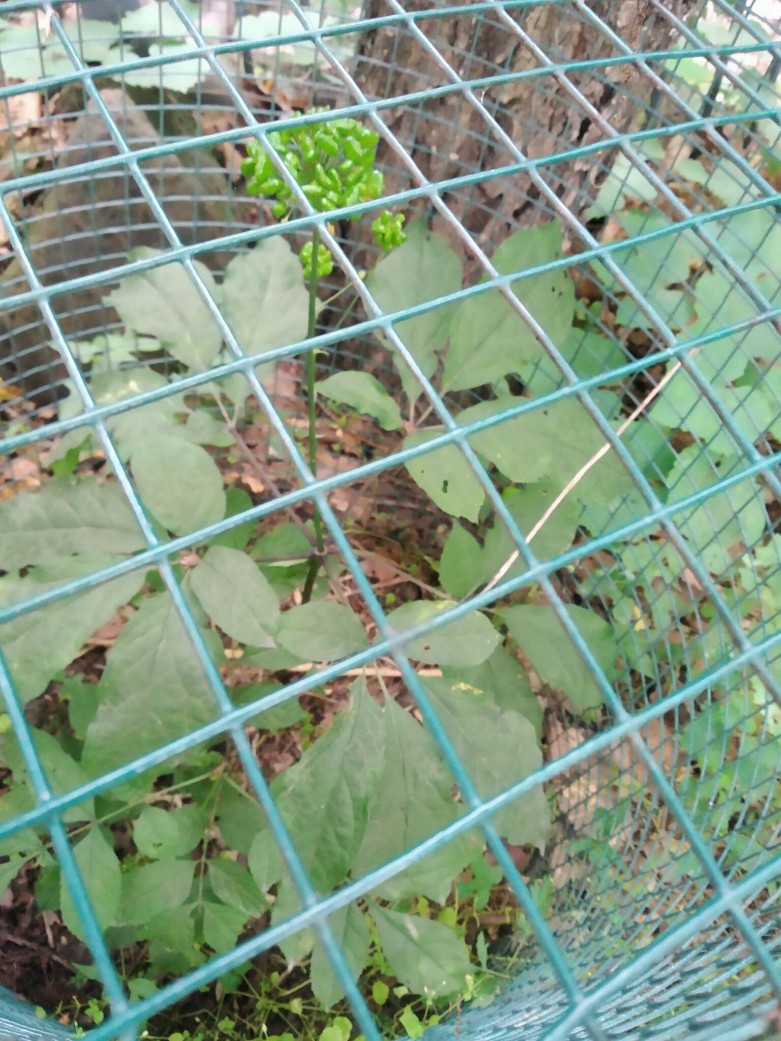 Image of Chinese ginseng