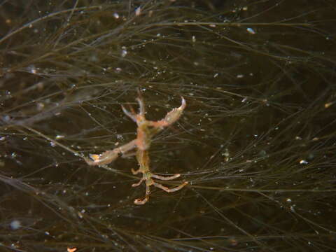 Image of Japanese skeleton shrimp