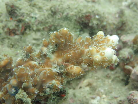 Слика од Acropora pruinosa (Brook 1893)