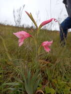 Image of Gladiolus ochroleucus Baker