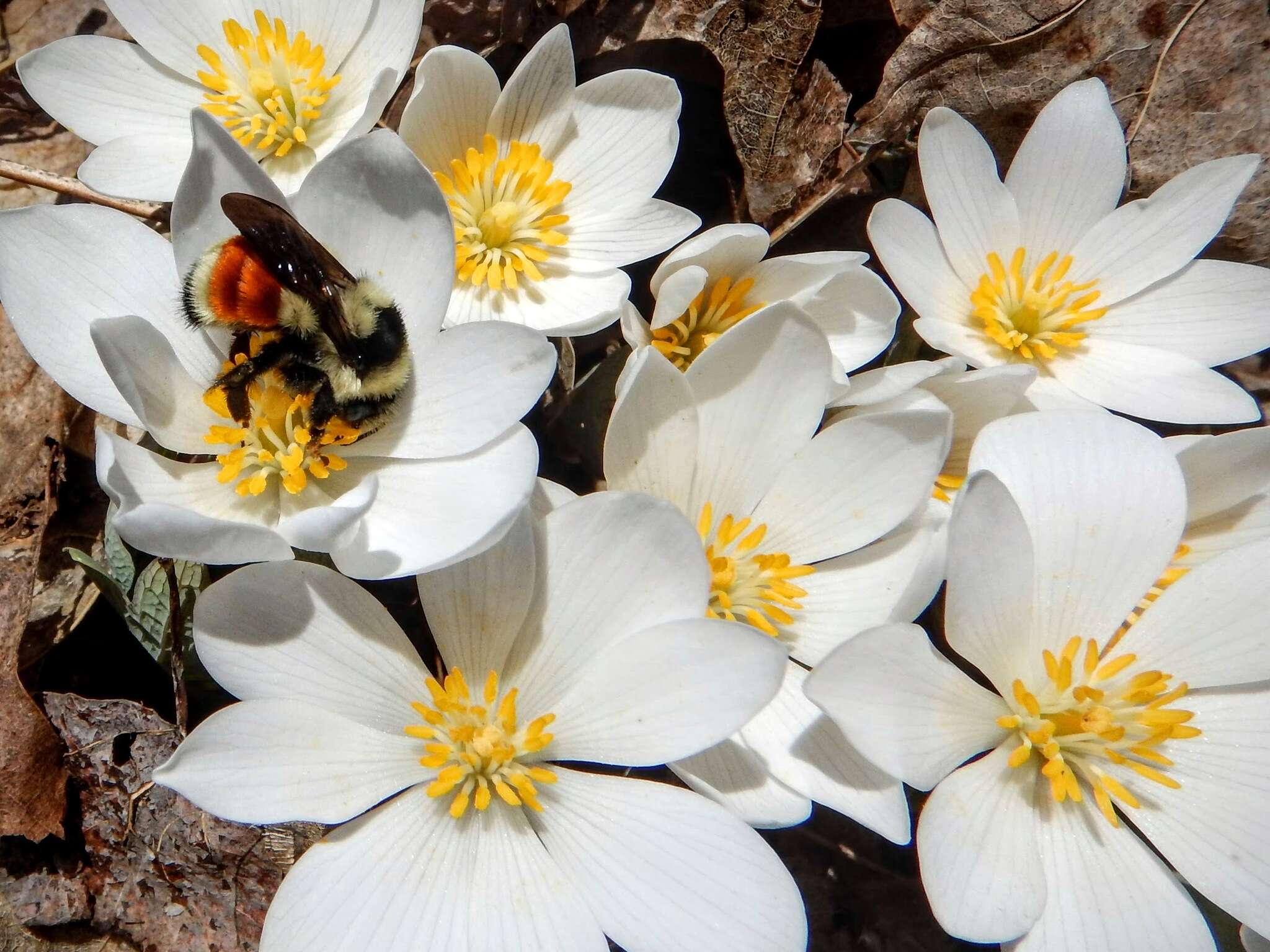 Image of Tricolored Bumble Bee