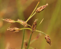 Image of Bulbostylis hispidula subsp. pyriformis (Lye) R. W. Haines