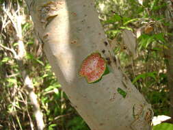 Plancia ëd Bursera ariensis (Kunth) Mc Vaugh & Rzedowski