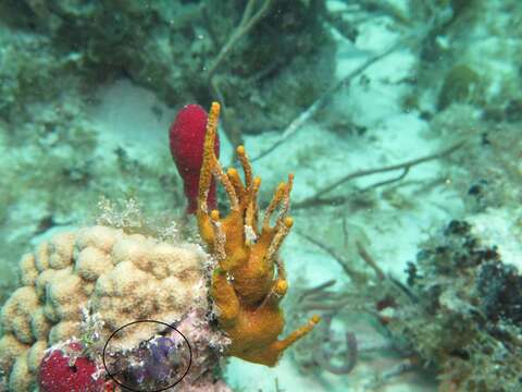 Image of Clavelina puertosecensis Millar & Goodbody 1974