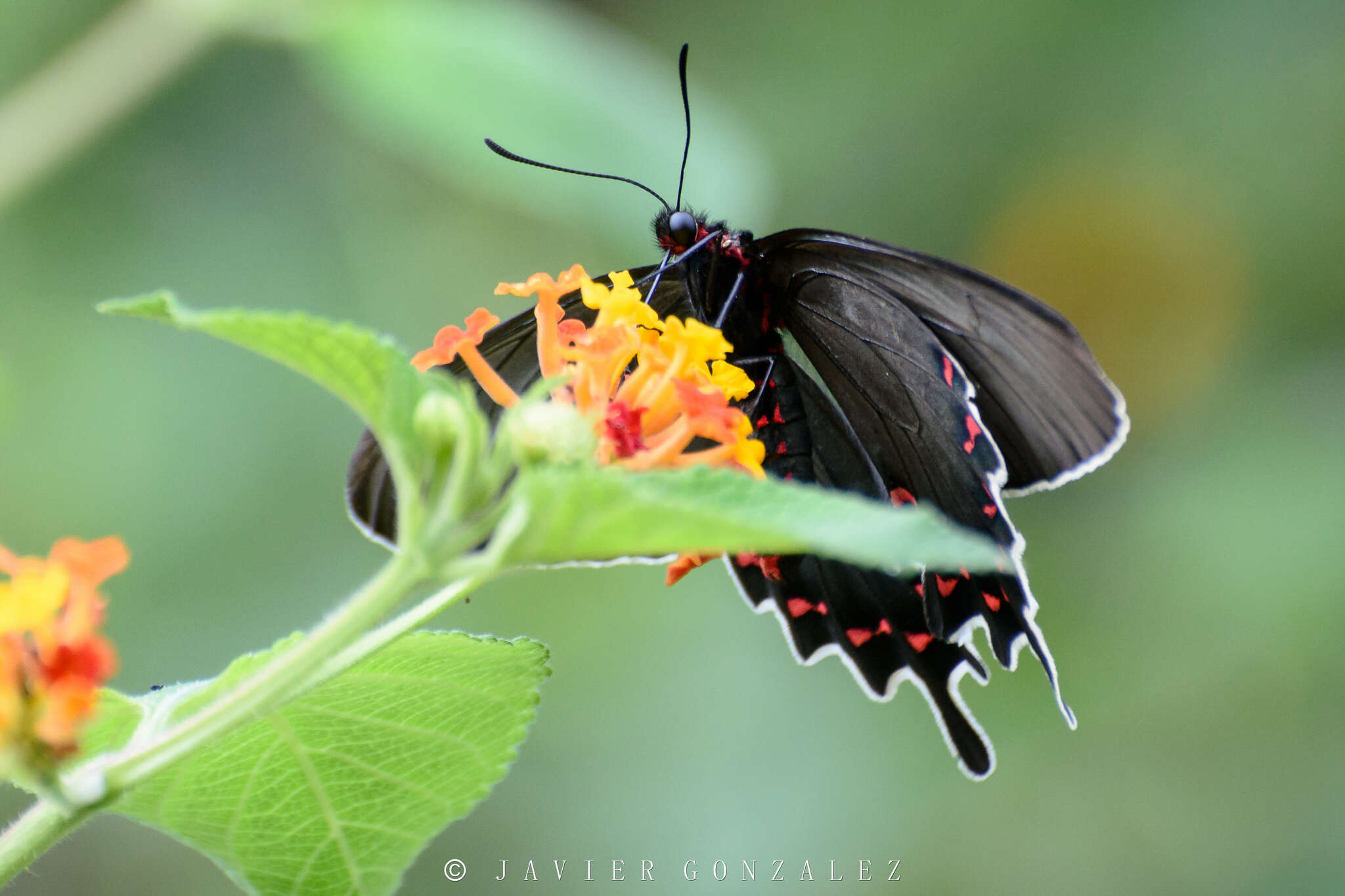 صورة Parides bunichus (Hübner 1821)