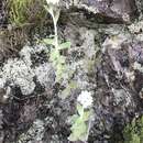 Image de Helichrysum fruticans (L.) D. Don
