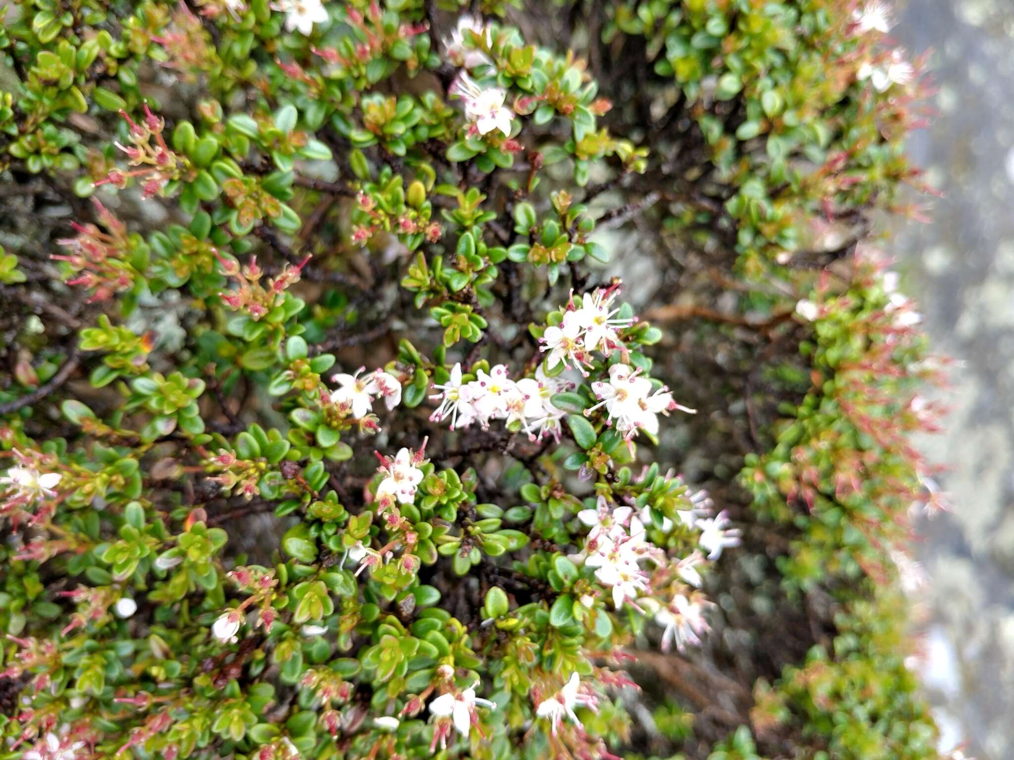 Image of Sand-Myrtle